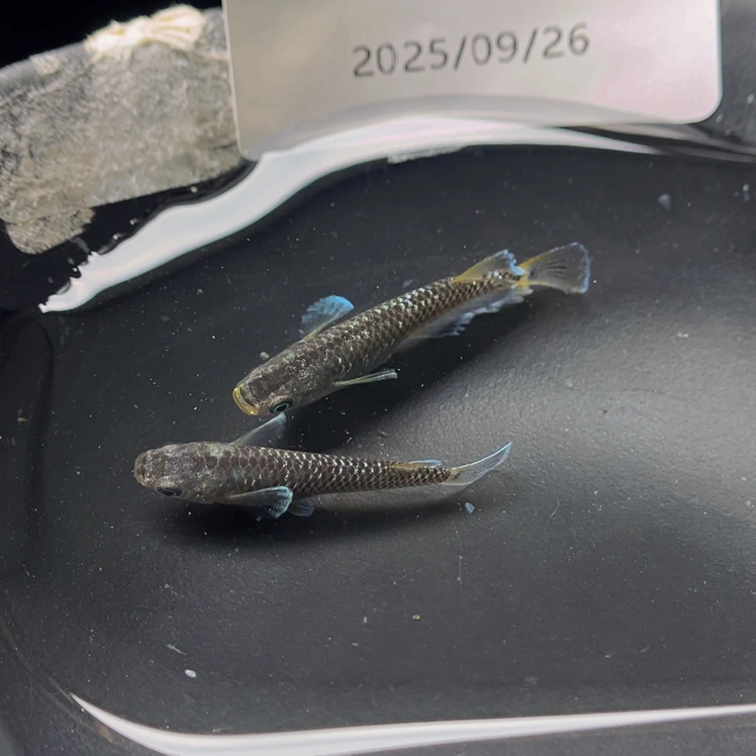 青鳉212奶酪一对公母