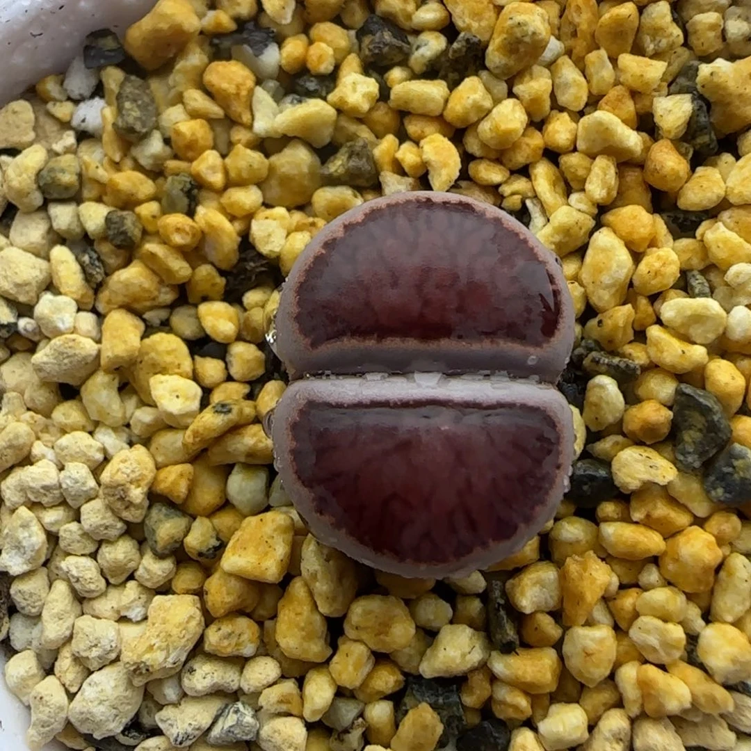 紫菊母本大棚直播30包邮