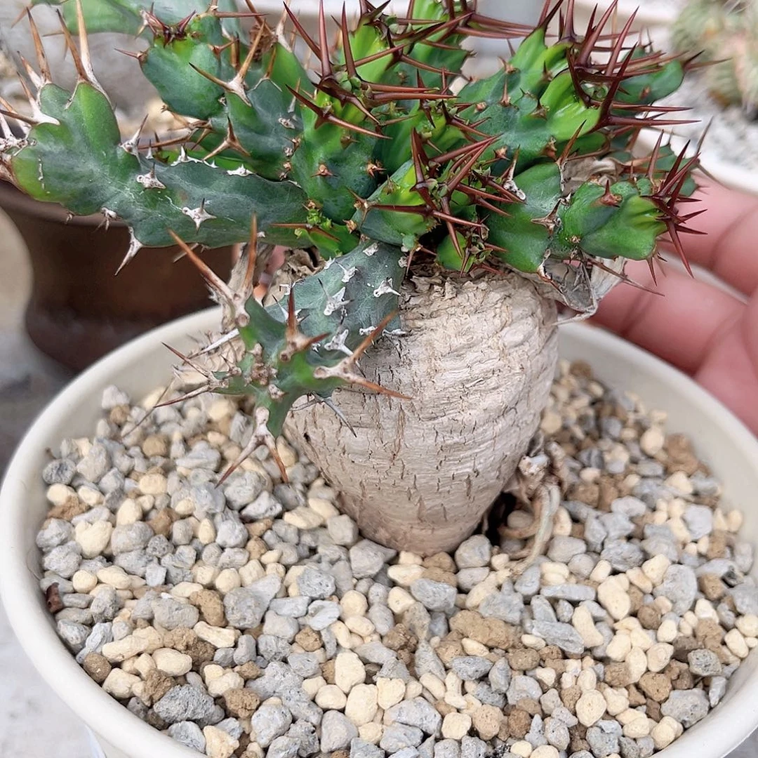 多肉植物 蓝丝绒大戟 养定三年