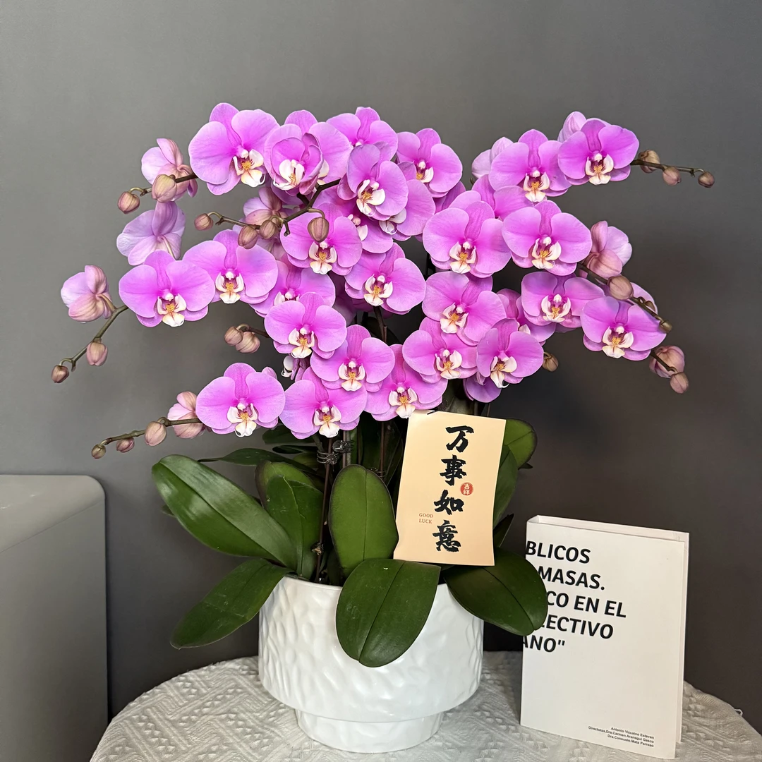 胜花【安娜】蝴蝶兰盆栽花卉观花植物室内四季开花优质陶瓷盆6-6