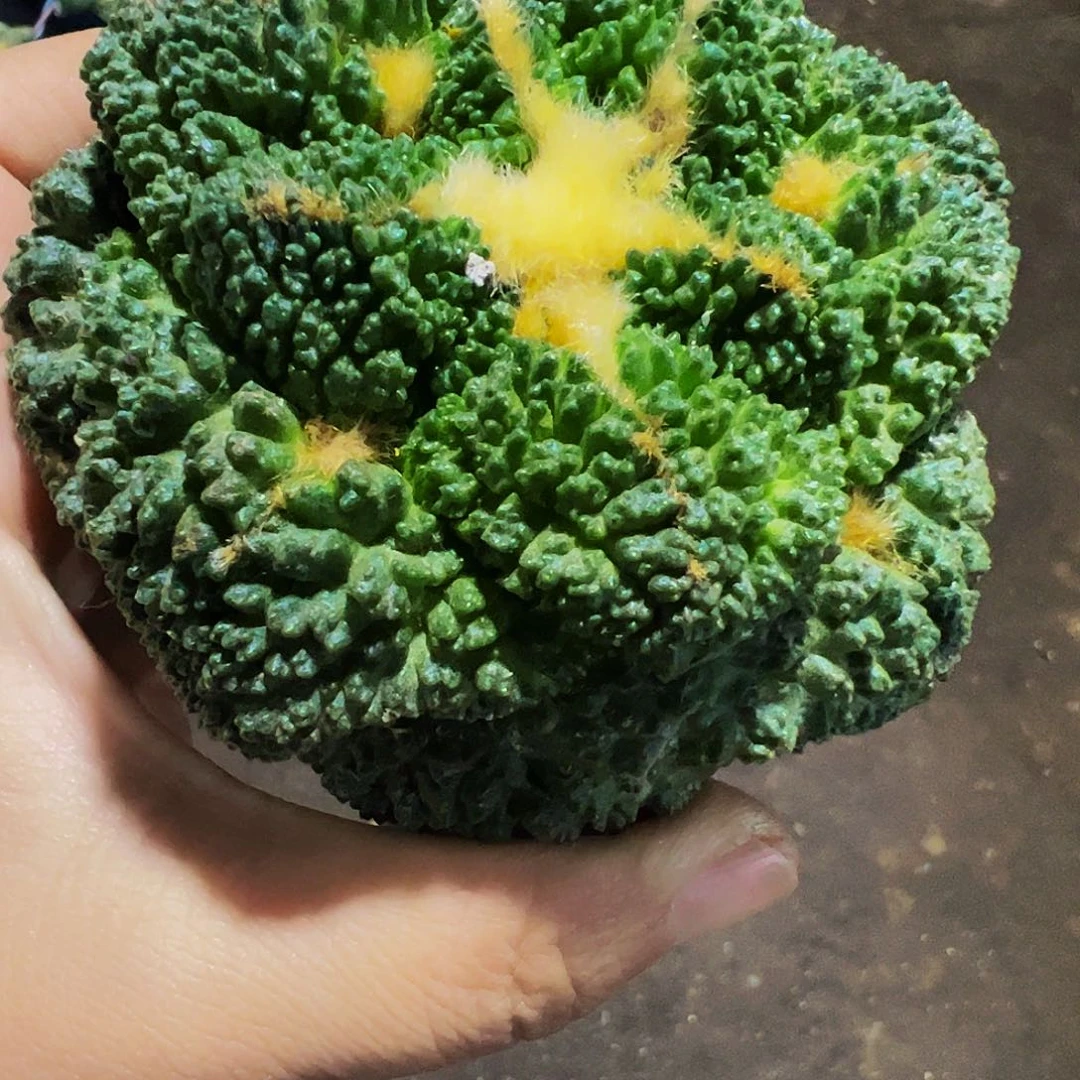 无花朵福利龟甲牡丹010