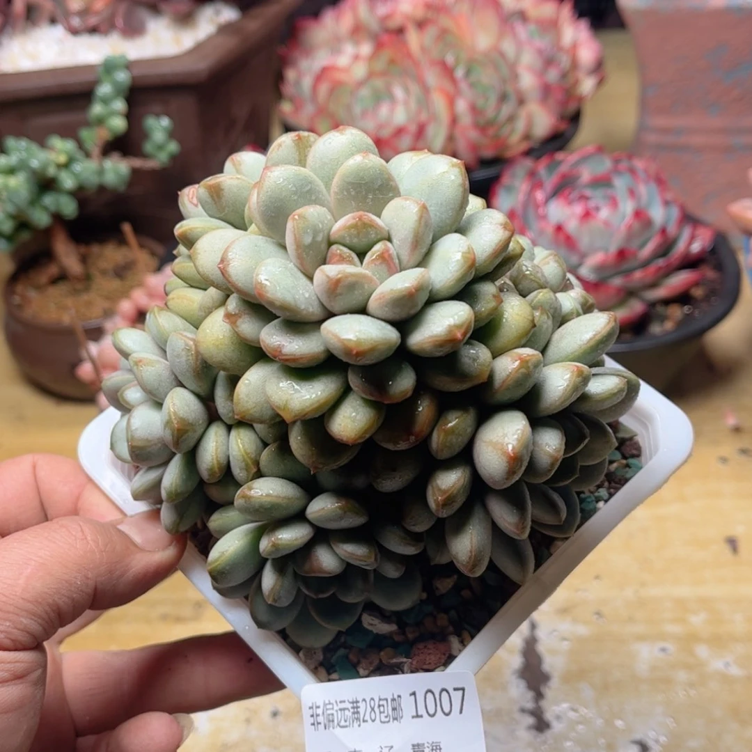 【闪购商品】1007葡萄