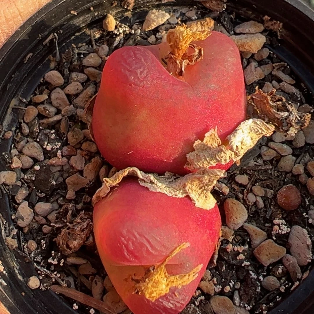 多肉植物111111111111