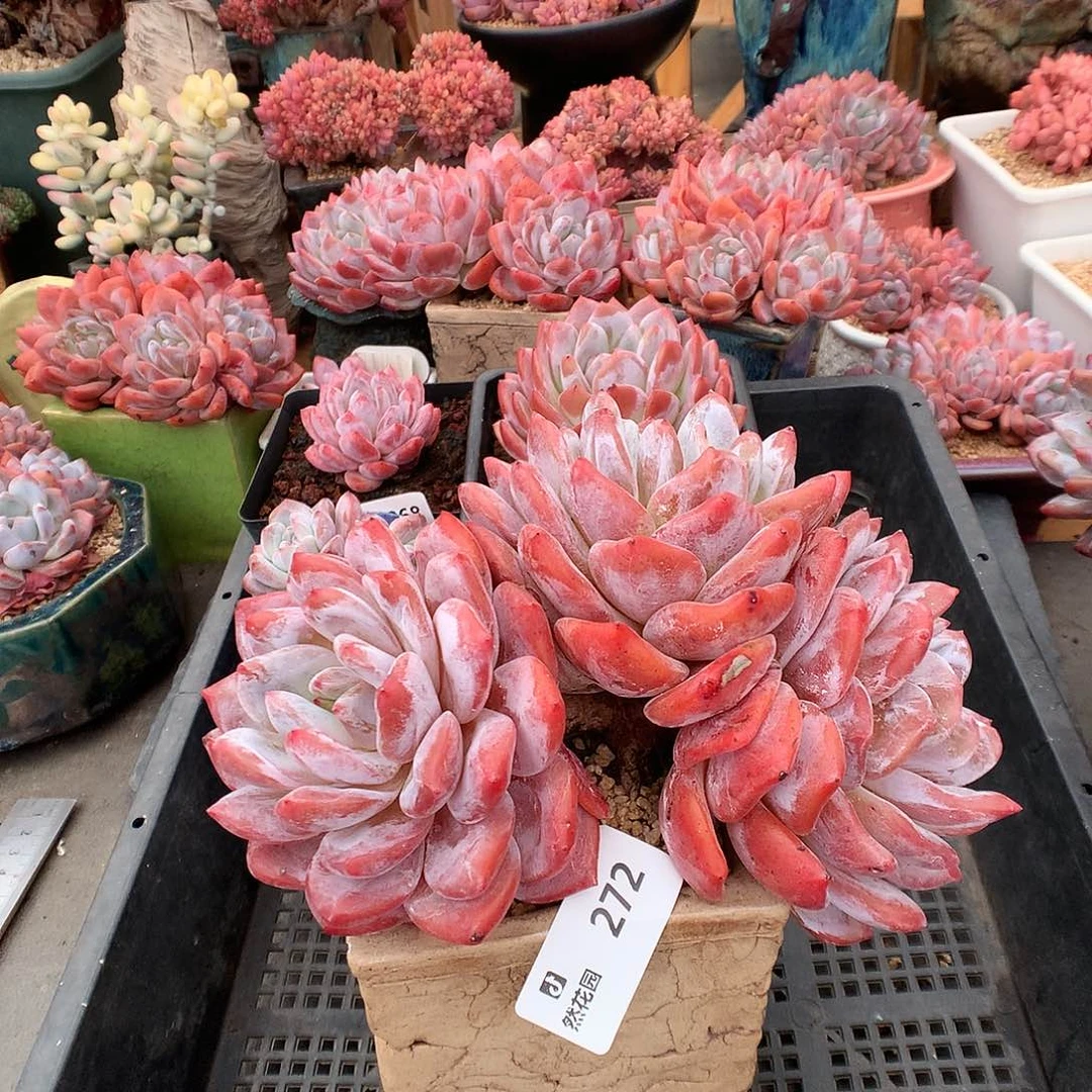 272梦露多肉植物666