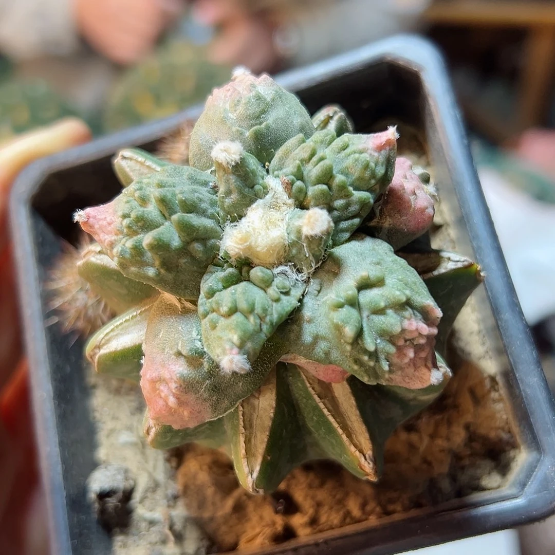 32号怒涛粉锦5.2公分草球