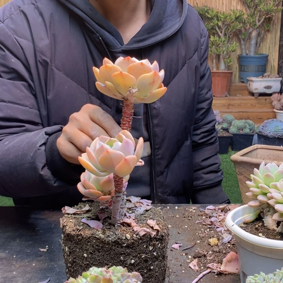 木**场D289 号白月光