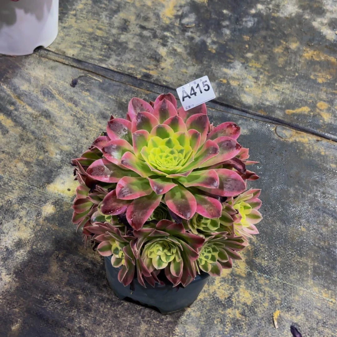 【闪购商品】41500