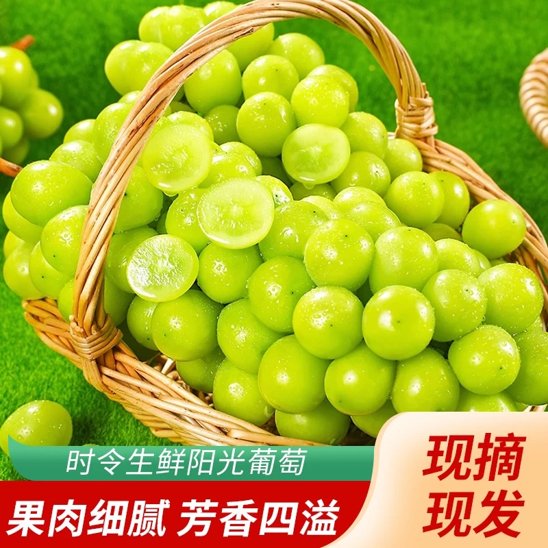 3.5斤内蒙古隋园长阳光玫瑰葡萄新鲜采摘脆甜多汁人工种植