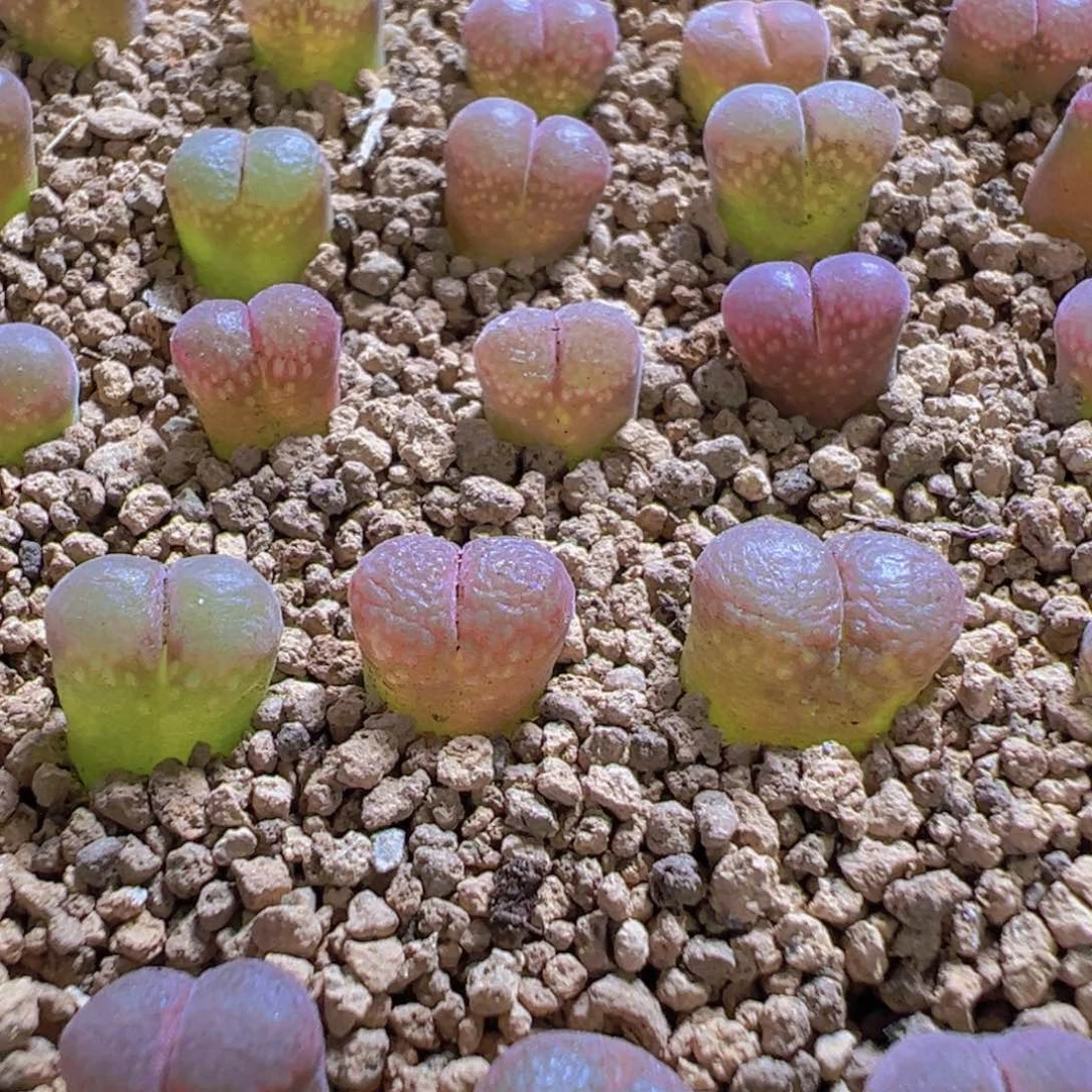 量拍50km肯哈德风铃6颗
