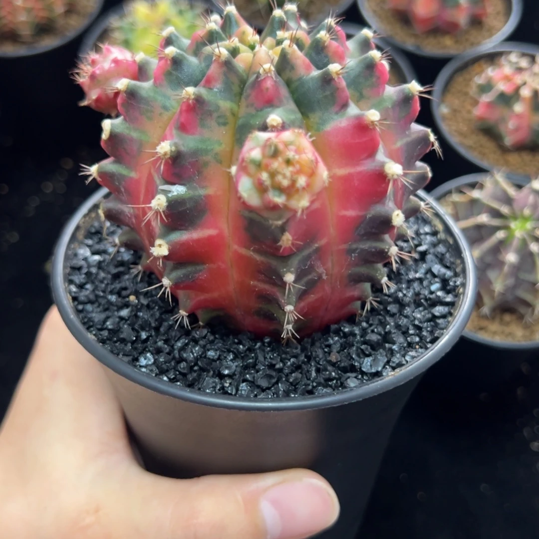 红乌贼B现掰无根侧芽中秋特惠
