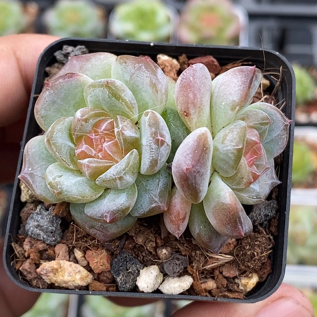 糖心30包邮非偏远
