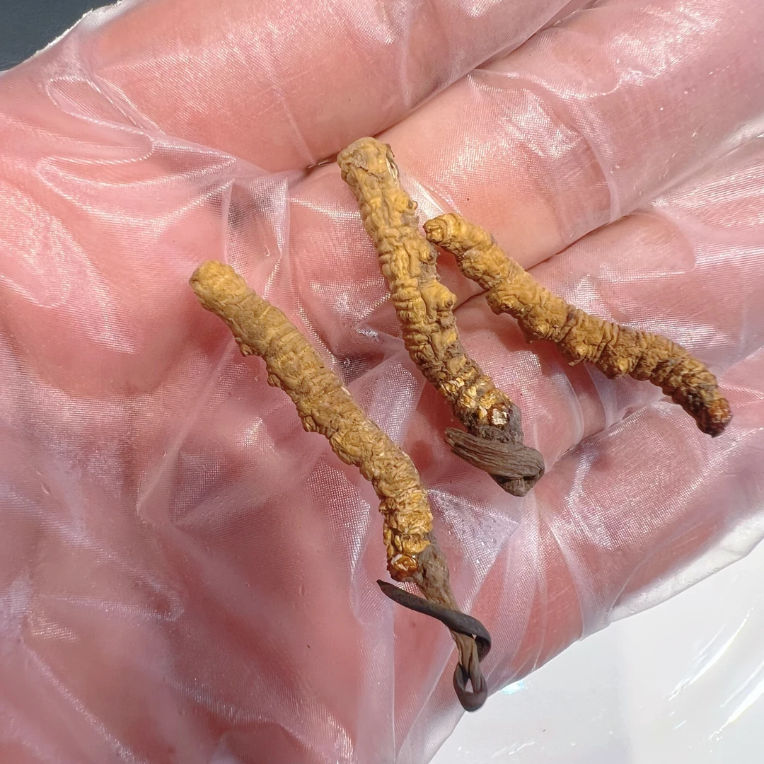 【精选断草】藏地高海拔冬虫夏草 食用/滋补/自吃/泡酒/送人