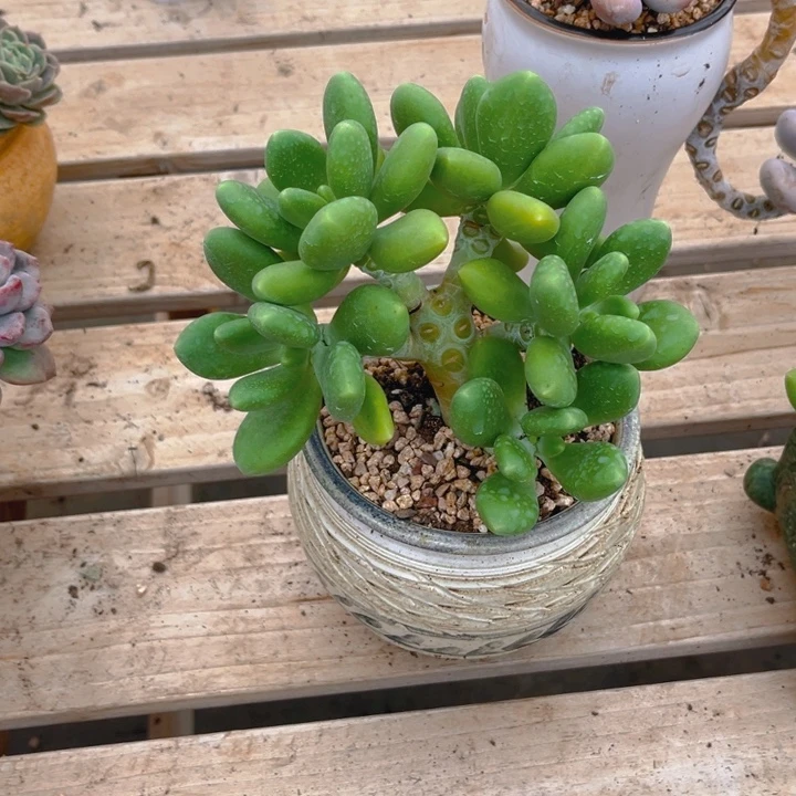 芒果奶多肉植物6 7 8