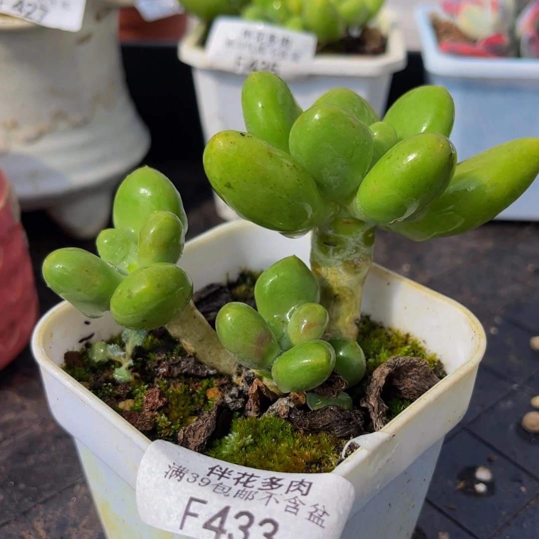 433-芒果奶多肉7cm