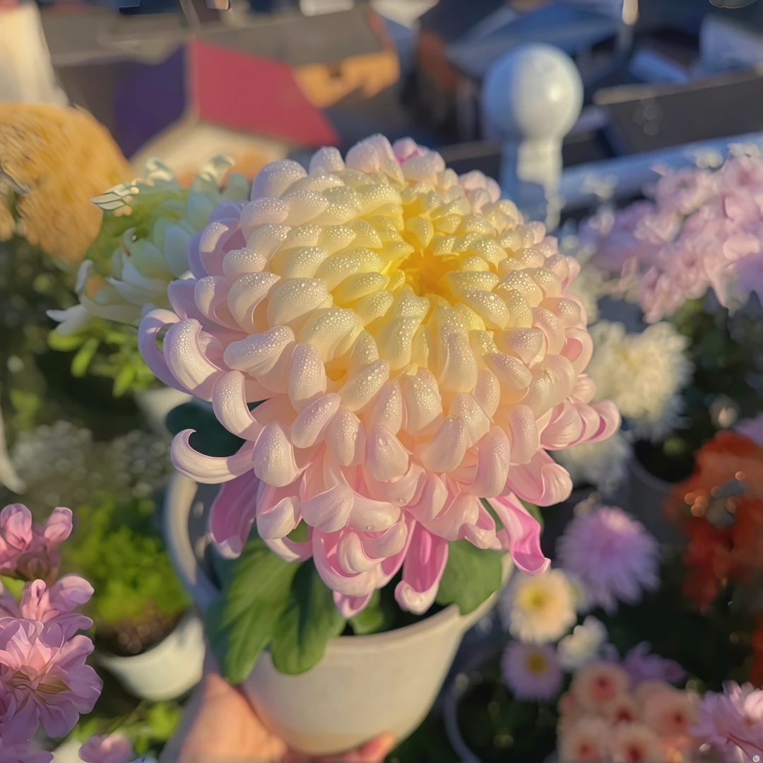 【国华圣者】国华菊苗小雏菊优质菊花苗超大花苗扦插苗绿植盆栽重瓣