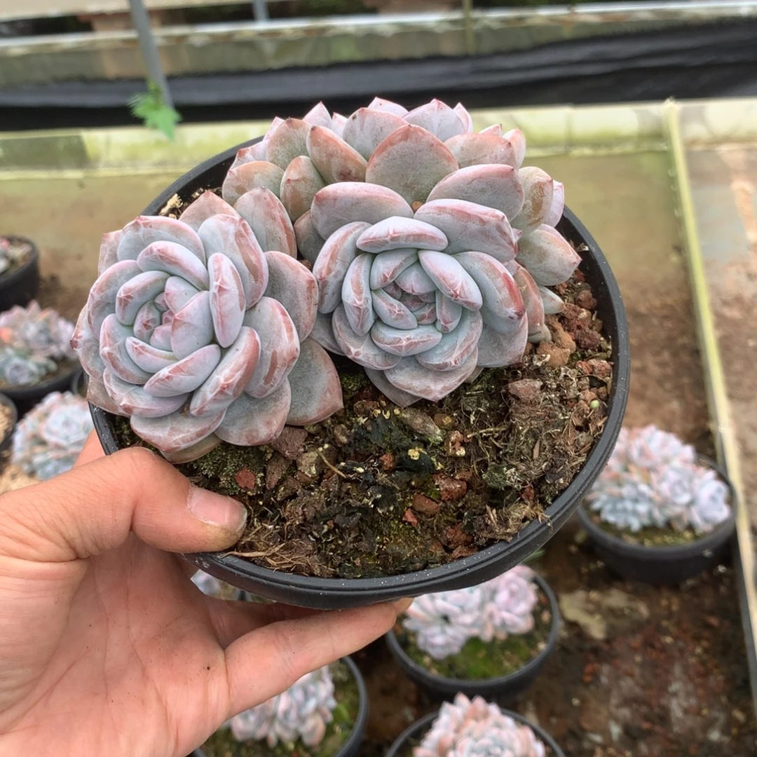 无花朵无砍哈哈哈哈哈哈哈哈哈58