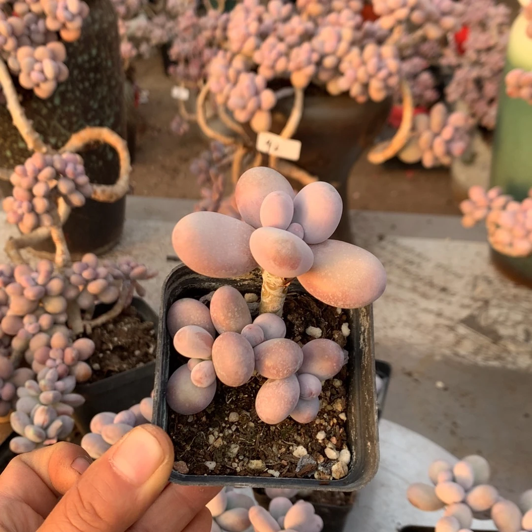 *****桃蛋老桩不带盆100号