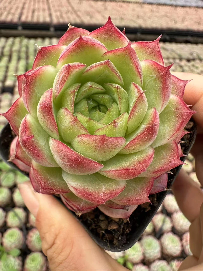 7#夜莺    多肉植物  前男友精品多肉 SM873
