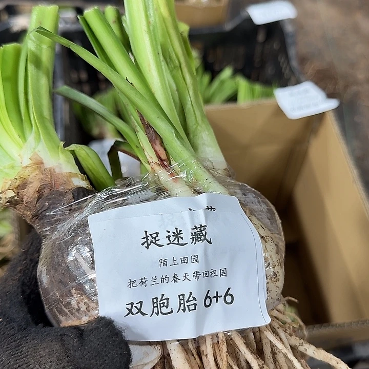 捉迷藏双胞胎6➕6闪购