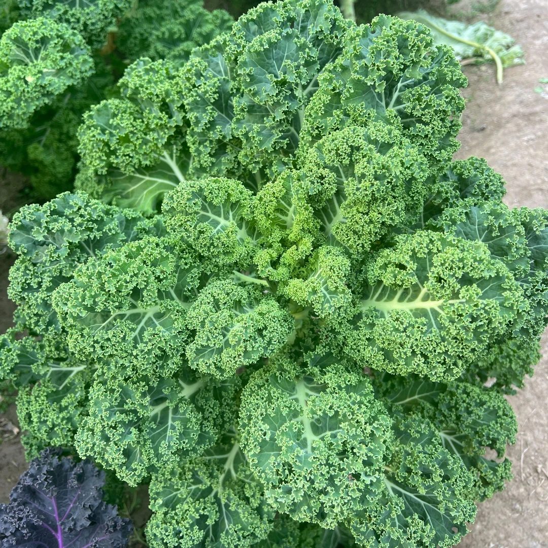 绿色羽衣甘蓝紫甘蓝包菜籽蔬菜种子蔬菜苗