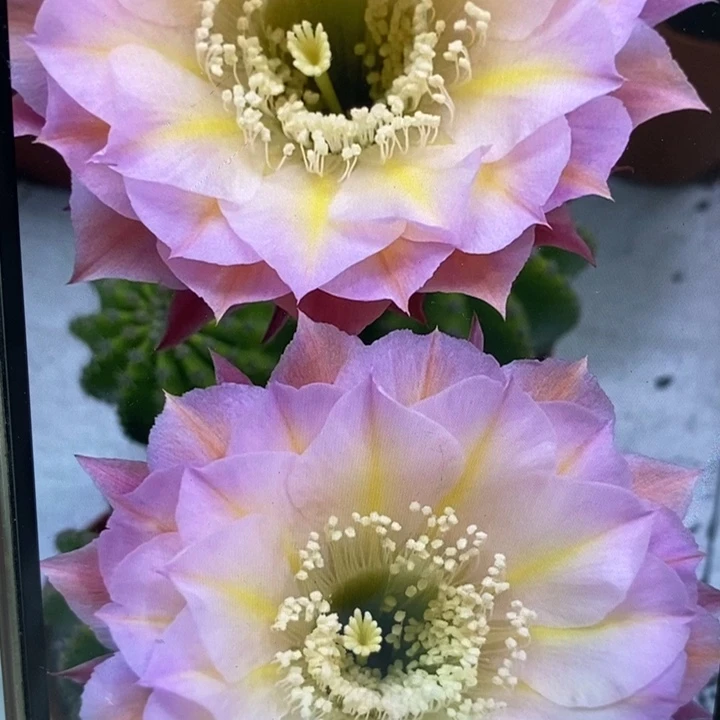 金刚83号7公分左右