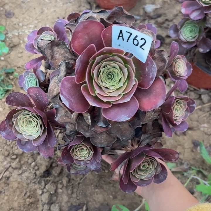 魅金多肉植物762.