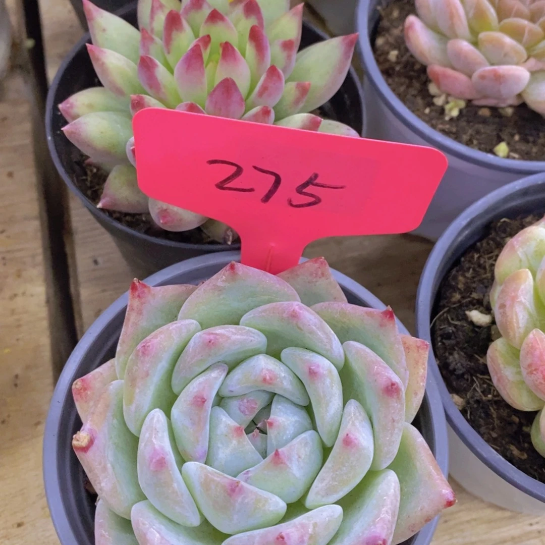 马年见，来日方长，一单包邮