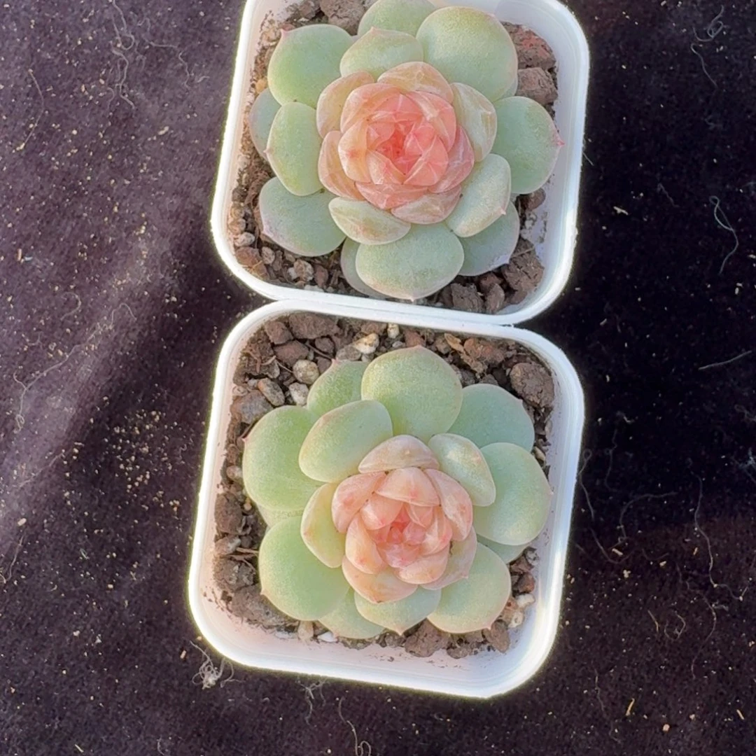 1115-33-纯牛奶单头量拍