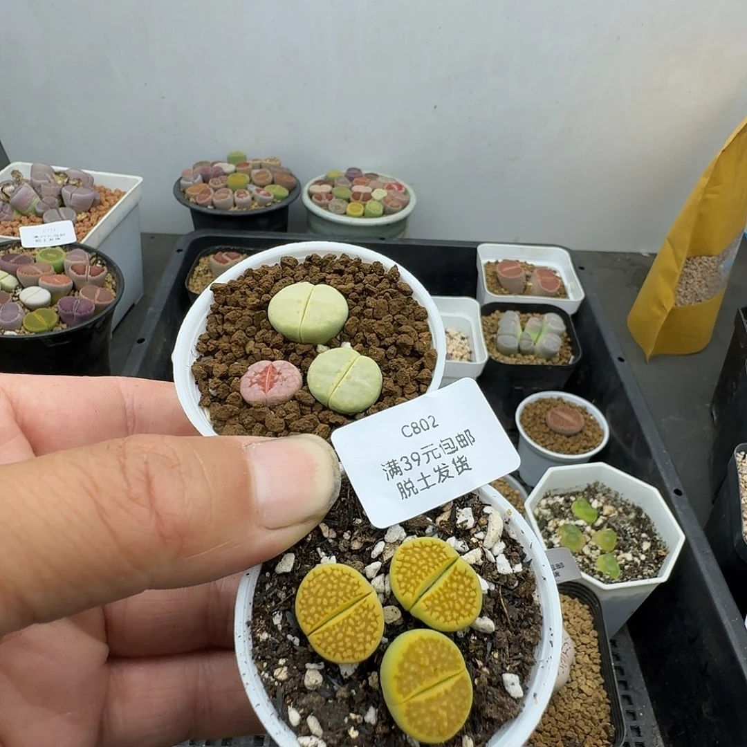 802多肉哈哈哈哈哈哈哈