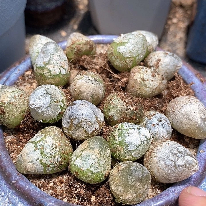 27505灯泡一颗