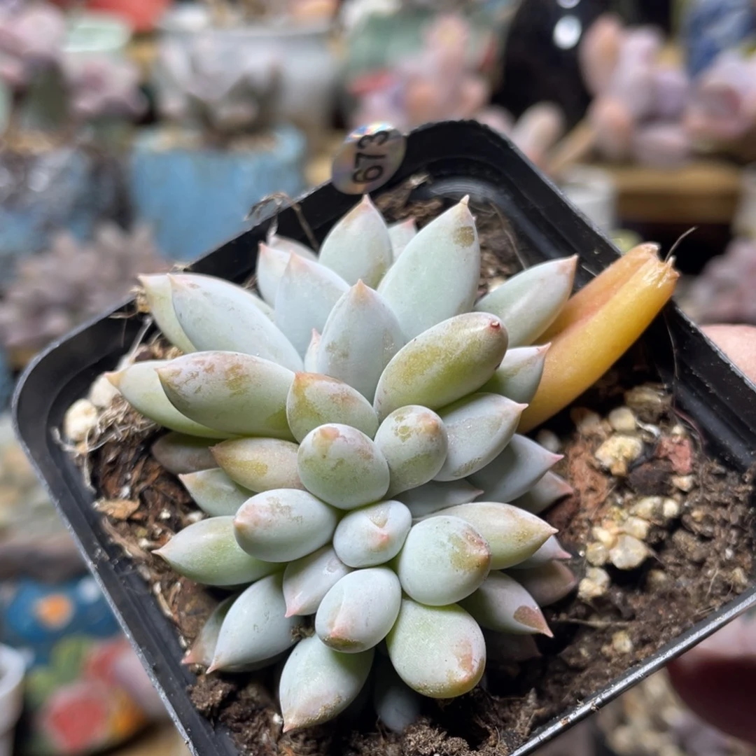 手***陈哥特萝莉多肉植物