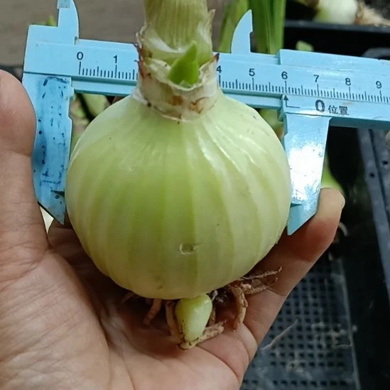 无花朵双绿5.5裸球发货