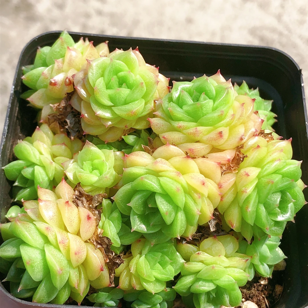 86号多肉植物   香特麦秆群生一颗不包整（尺寸6左右）满28包邮除偏