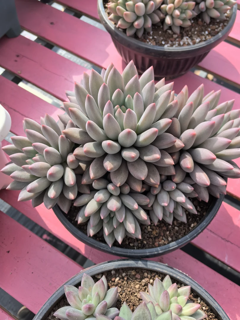 值得爱多肉 二号链接