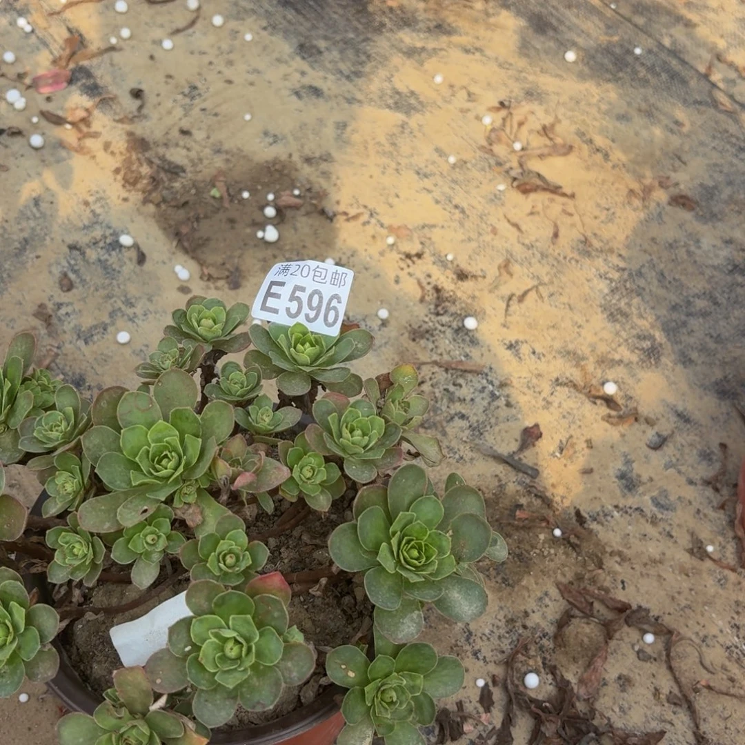 596多肉植物捧花的
