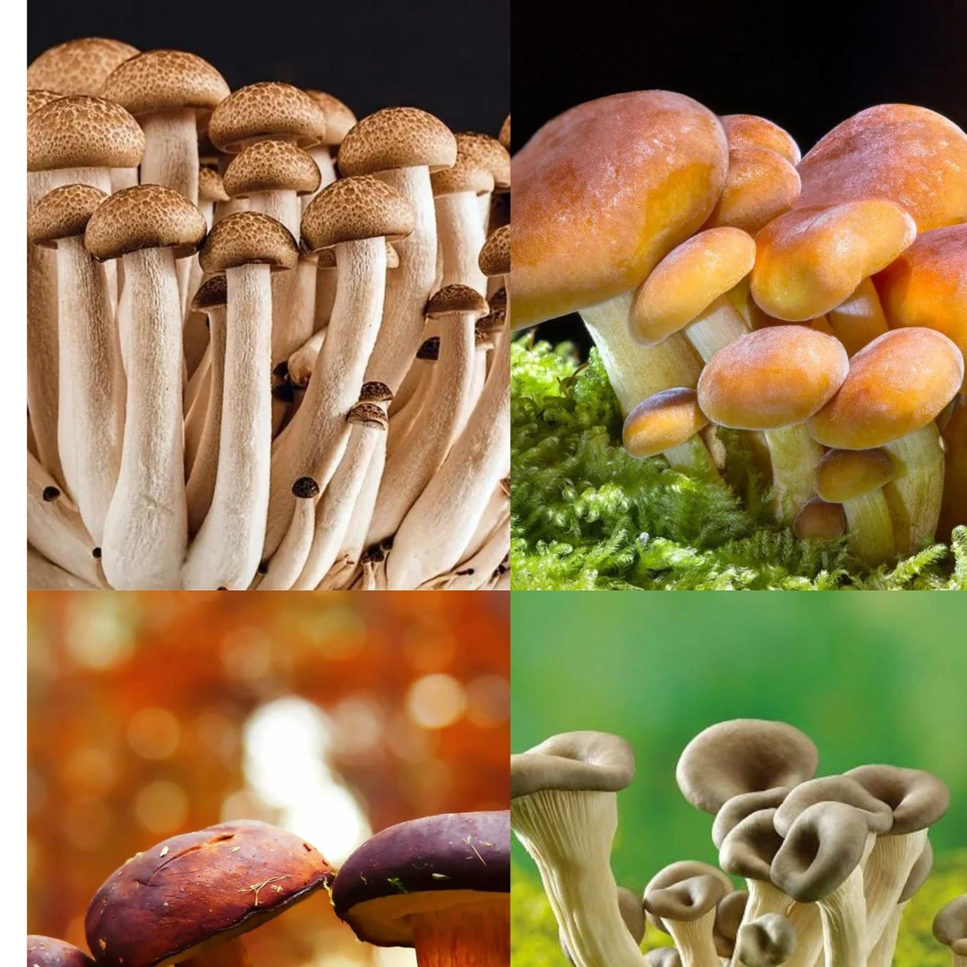 A【客-服-链-接】净含量：1g【小英现收】