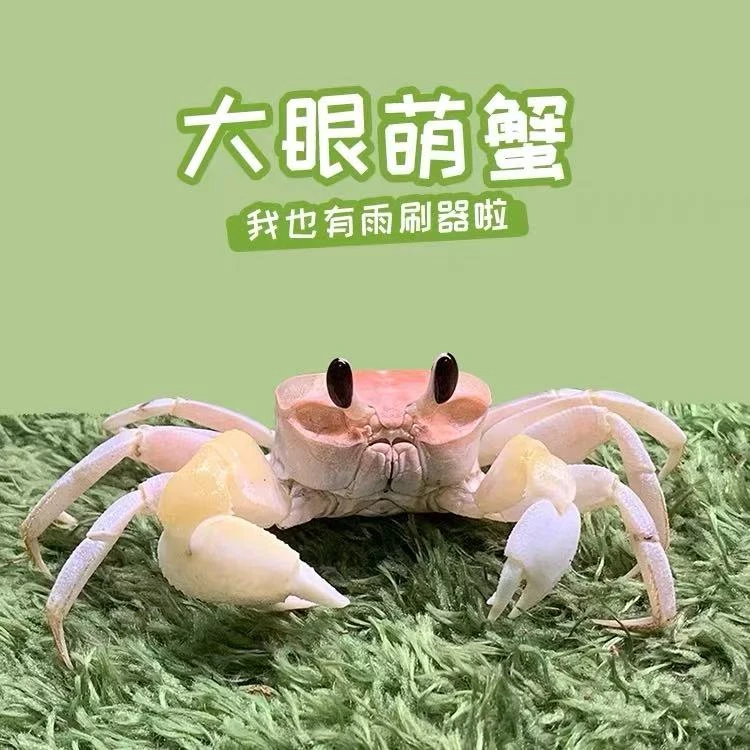 大眼萌沙蟹可爱桌面饲养宠物
