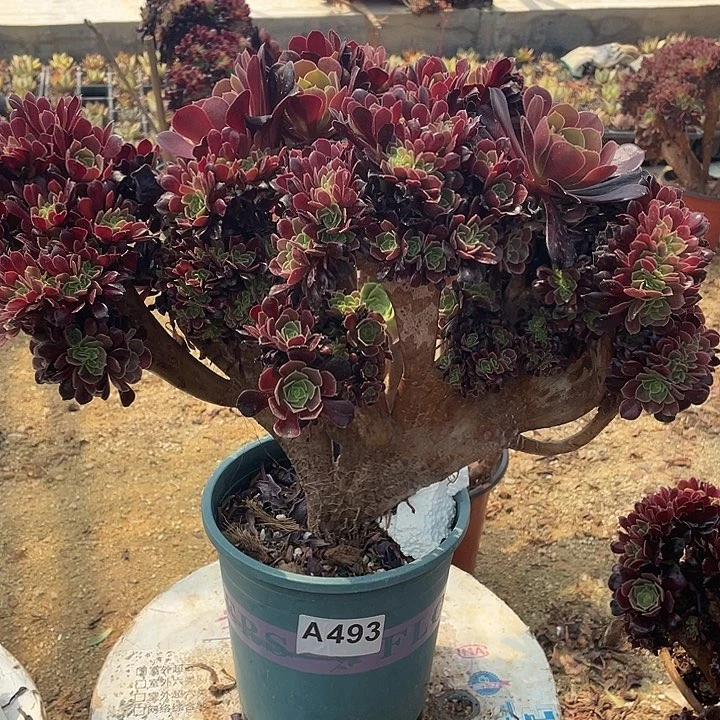 A493欧紫自然朵朵缀化一棵脱土包邮