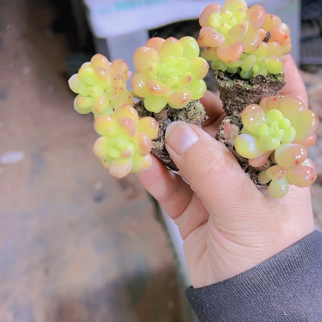 香格里拉3个19包邮