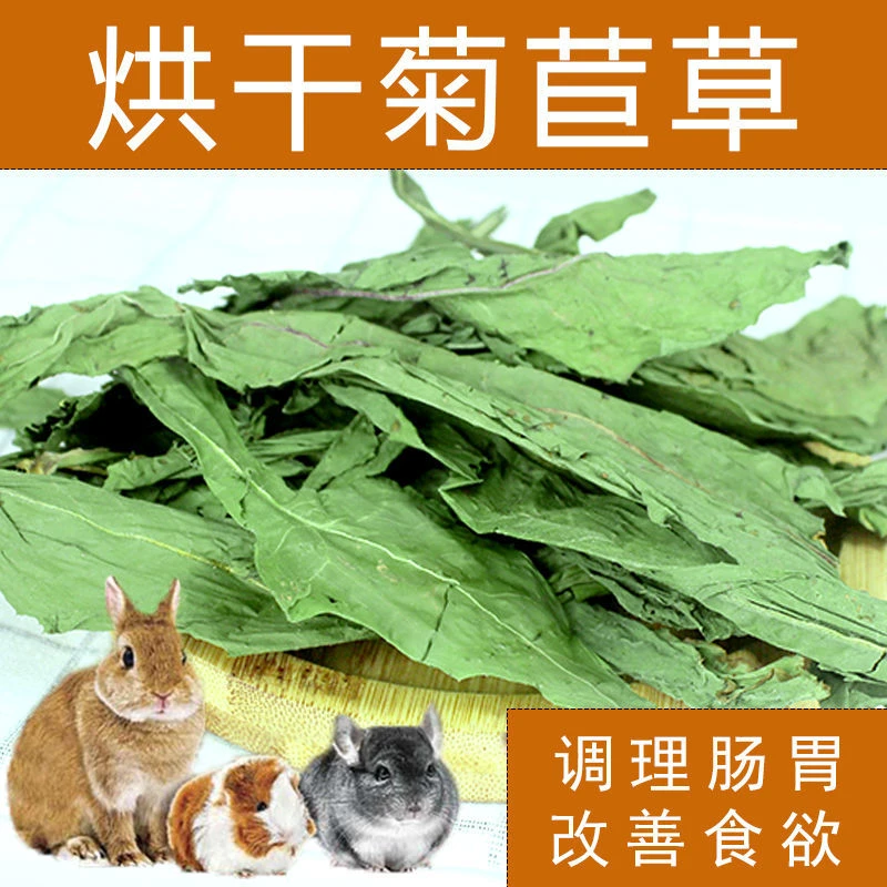 烘干菊苣干草清热降火可调理兔子龙猫豚鼠肠胃的用品荷兰猪饲料