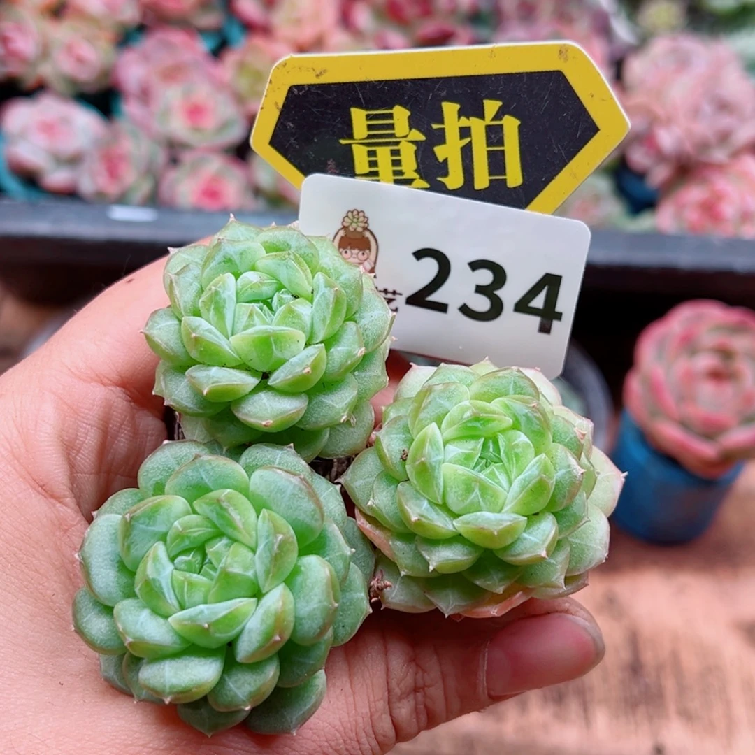 多肉植物多肉植物
