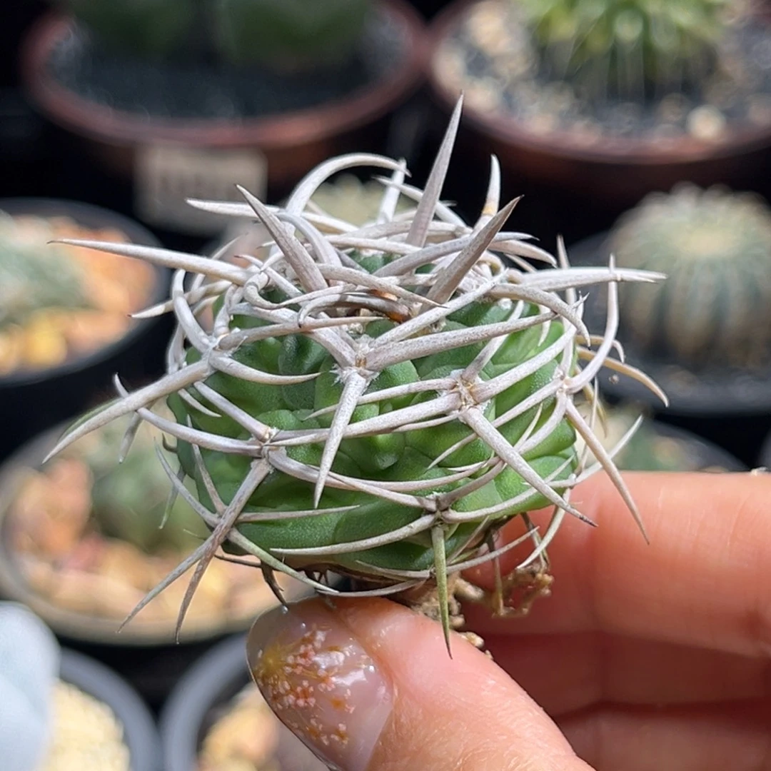 碧岩玉Zzzzzzzzzzzz