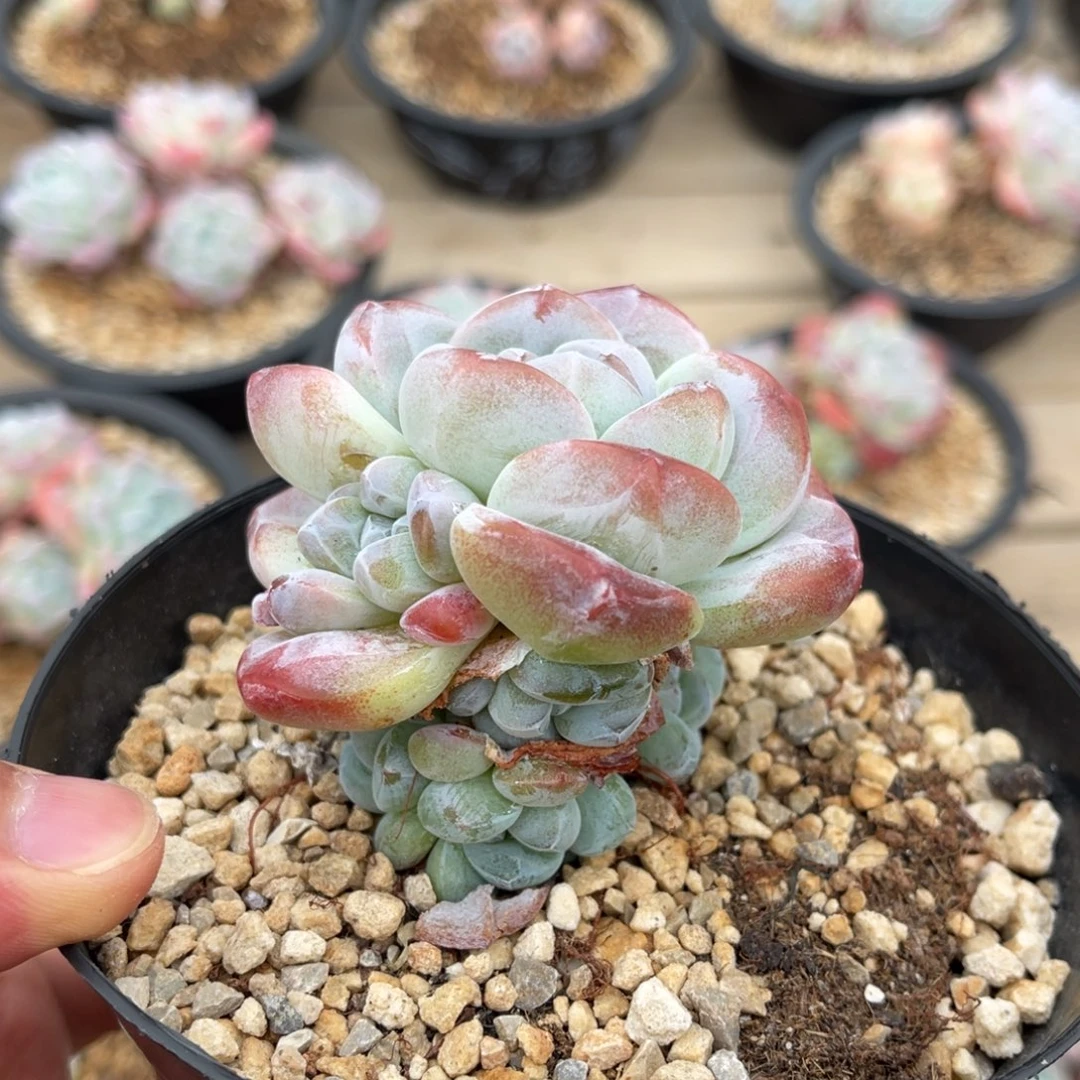 潜力股捧花一物一拍