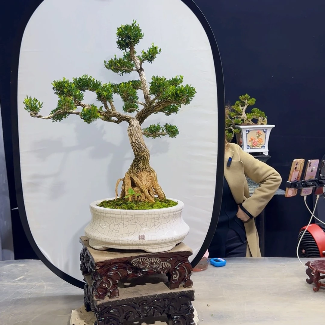 高端黄杨盆景艺术