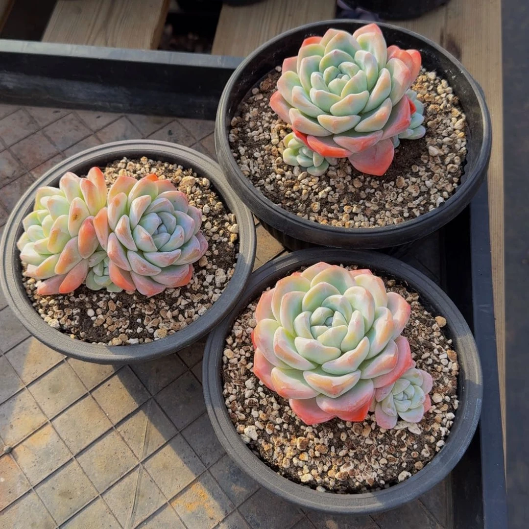 E****k冰玉三颗组 福利价不包损