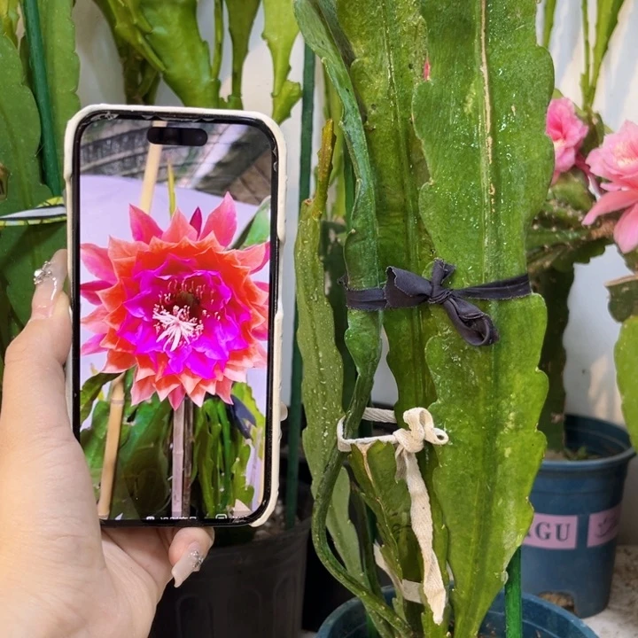 当前无花栽培后可以开花645