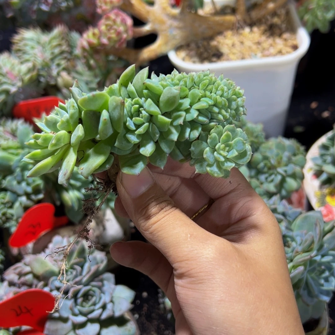 玛***卡黄粉心冰魄缀微瑕
