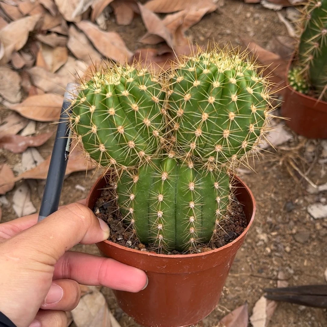 东**日实生毛花柱仙人球
