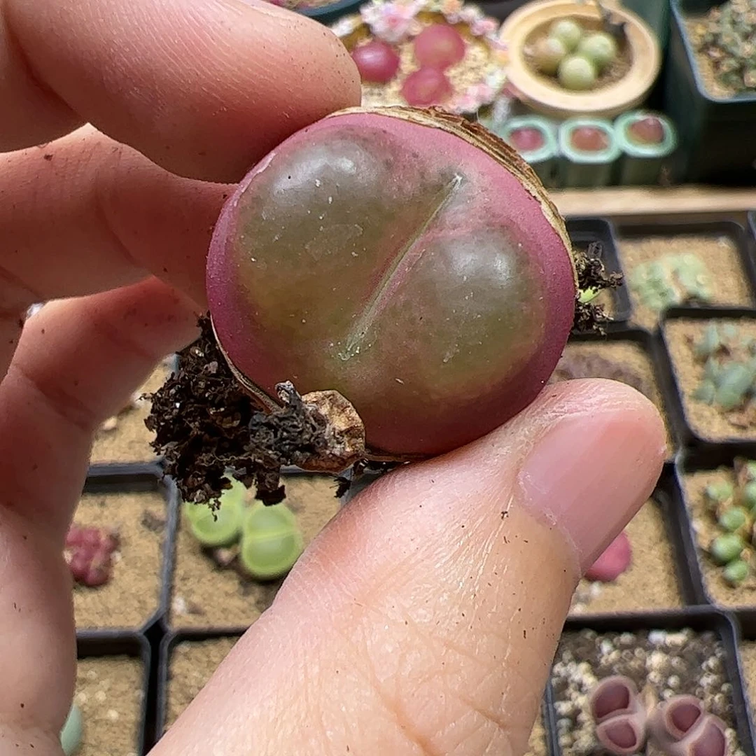 【闪购商品】l****g327 o泡