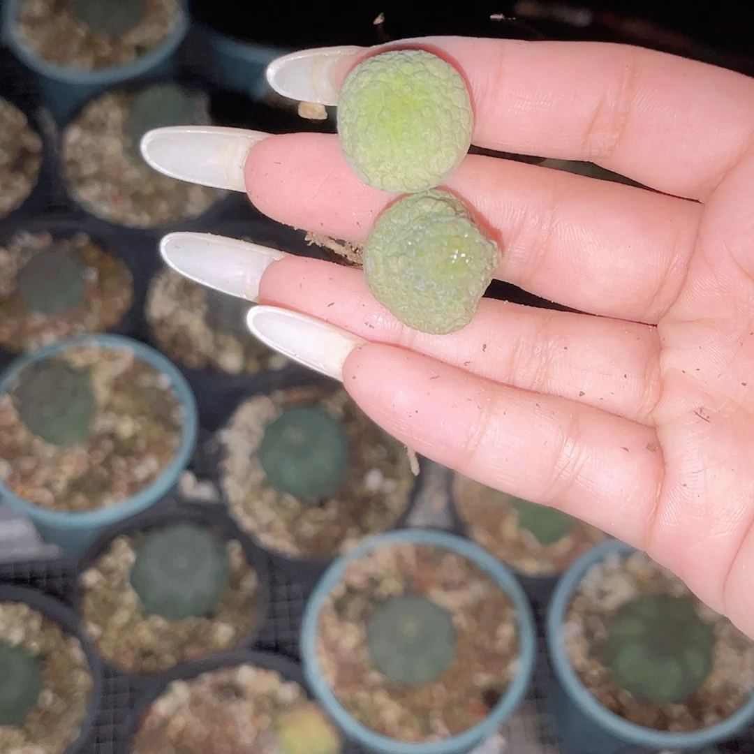 多肉植物方体➕哥斯拉实生凝蹄玉